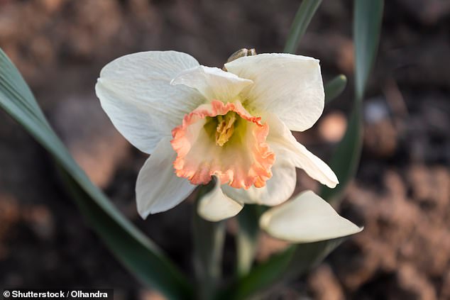 Rare Pink Daffodil 'Mrs R.O Blackhouse' Faces Extinction as RHS Urges Action to Save Vanishing Garden Staple