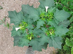 Rare Pink Daffodil 'Mrs R.O Blackhouse' Faces Extinction as RHS Urges Action to Save Vanishing Garden Staple