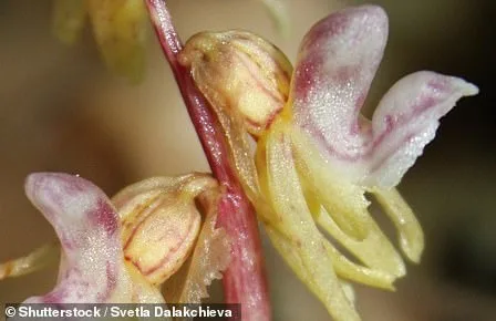 Rare Pink Daffodil 'Mrs R.O Blackhouse' Faces Extinction as RHS Urges Action to Save Vanishing Garden Staple