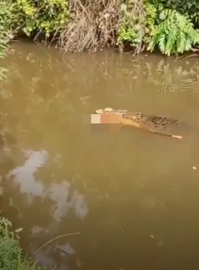 Crocodile Claims Life of Jusmitawati in Aceh's Luan Boya River