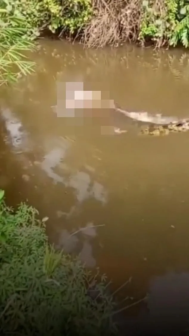 Crocodile Claims Life of Jusmitawati in Aceh's Luan Boya River