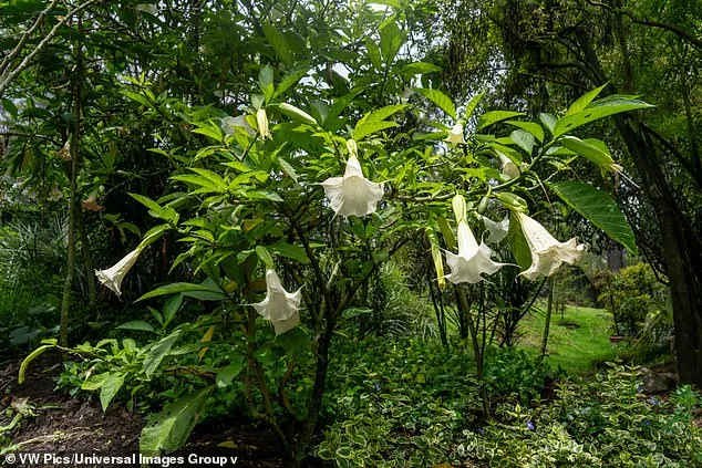 Jeffrey Epstein's Emails Reveal Hidden Interest in Psychoactive 'Angel's Trumpet' Plant Linked to Scopolamine