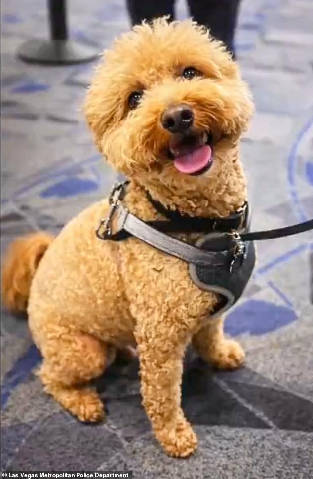 Woman Abandons Dog at Las Vegas Airport in Bid to Board Flight, Sparking Legal and Public Outcry