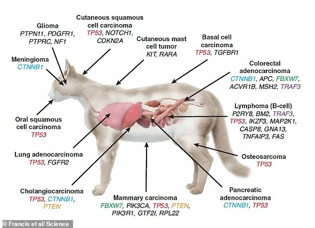 Unlocking Cancer Treatments: Genetic Similarities Between Cats and Humans Hold Promise