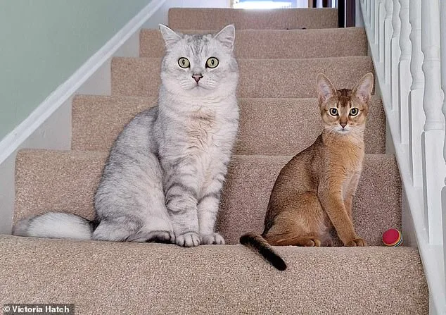 Unlocking Cancer Treatments: Genetic Similarities Between Cats and Humans Hold Promise