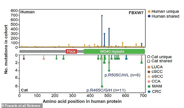 Unlocking Cancer Treatments: Genetic Similarities Between Cats and Humans Hold Promise