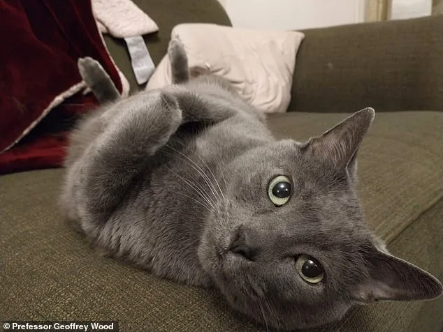 Unlocking Cancer Treatments: Genetic Similarities Between Cats and Humans Hold Promise