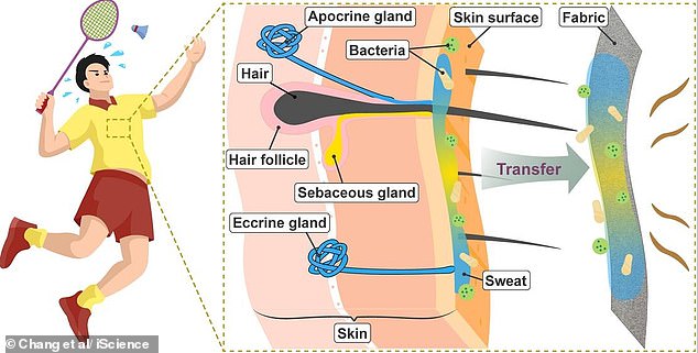 Why Washing Gym Clothes Immediately Leaves Them Smelly – Experts Reveal the Secret