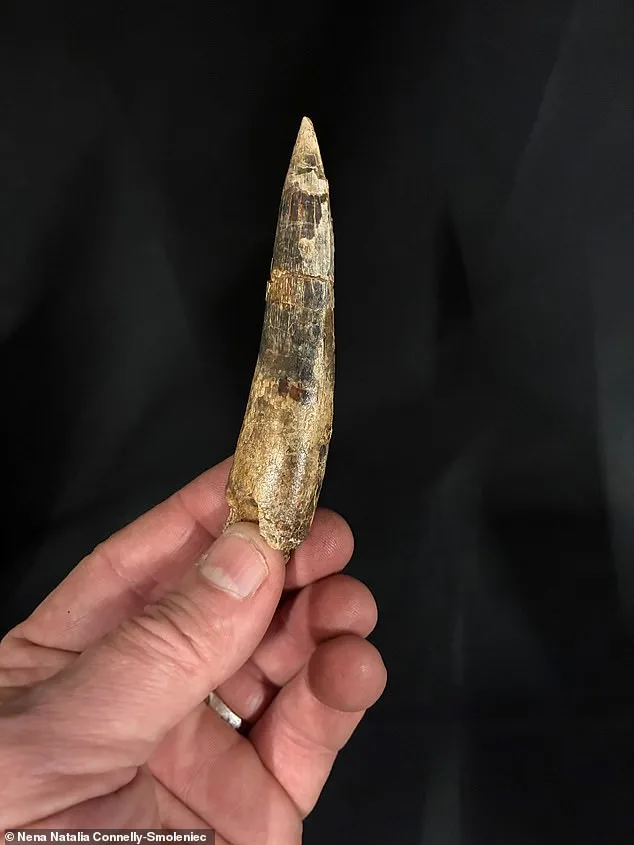 Astonishing *Spinosaurus mirabilis* Fossil Unearthed in Sahara Desert Unveils Prehistoric Giant's Extraordinary Features