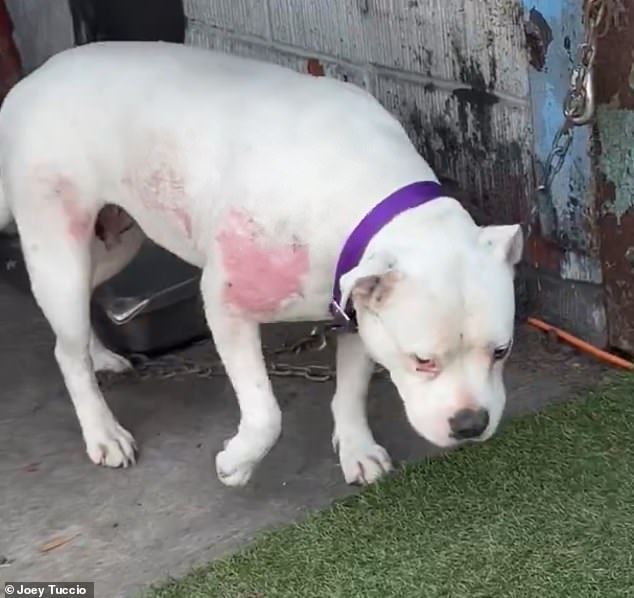 California Skid Row Dogs Suffer in Black Market of Neglect as Officials Fail to Act