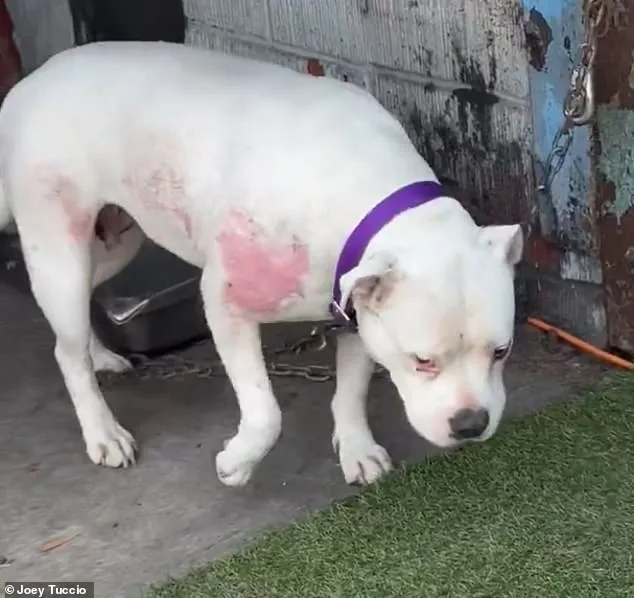 California Skid Row Dogs Suffer in Black Market of Neglect as Officials Fail to Act