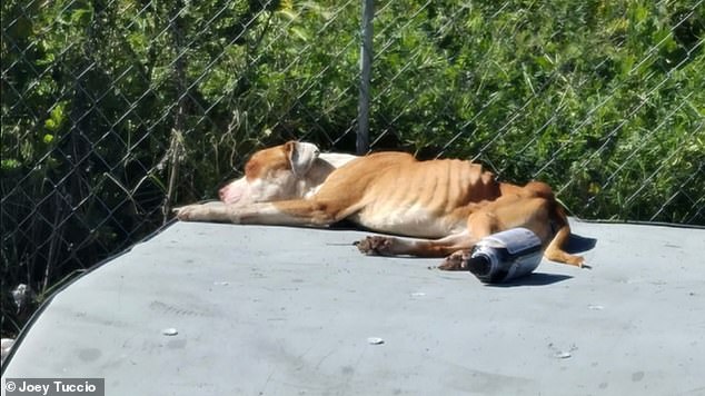 California Skid Row Dogs Suffer in Black Market of Neglect as Officials Fail to Act