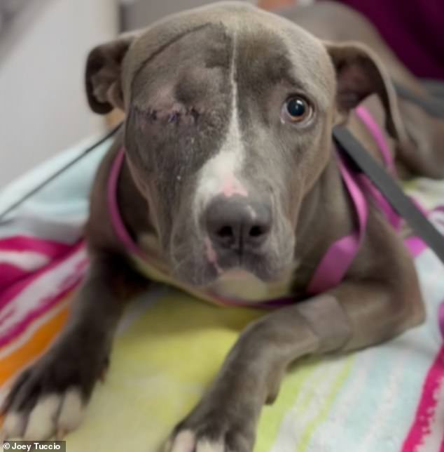 California Skid Row Dogs Suffer in Black Market of Neglect as Officials Fail to Act