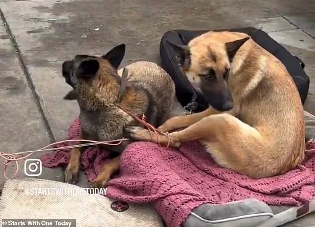 California Skid Row Dogs Suffer in Black Market of Neglect as Officials Fail to Act