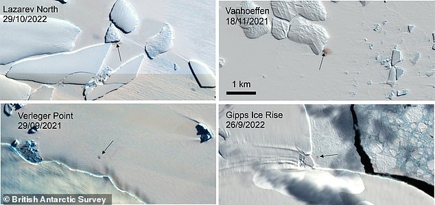 Emperor Penguins Face Extinction Crisis as Shrinking Sea Ice Exposed by Satellite Imagery Reveals Vulnerable Moulting Colonies