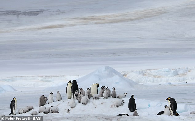 Emperor Penguins Face Extinction Crisis as Shrinking Sea Ice Exposed by Satellite Imagery Reveals Vulnerable Moulting Colonies