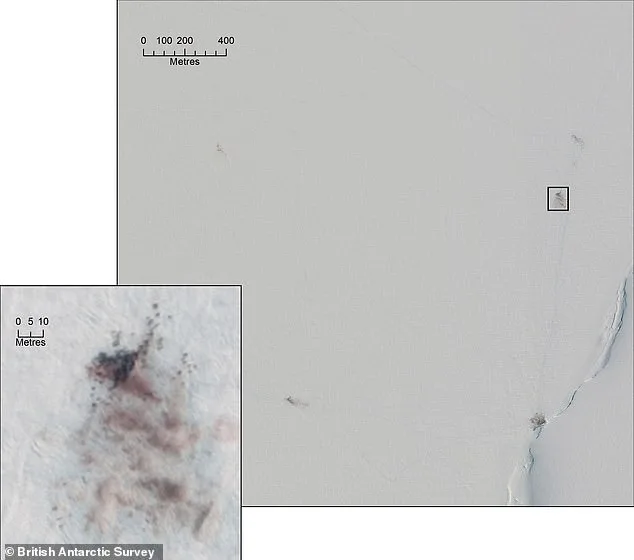 Emperor Penguins Face Extinction Crisis as Shrinking Sea Ice Exposed by Satellite Imagery Reveals Vulnerable Moulting Colonies
