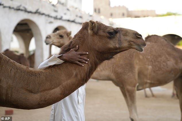 Oman's Camel Beauty Scandal: Ethical Dilemmas of Cosmetic Enhancements in Tradition