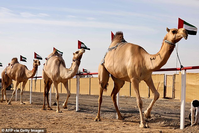 Oman's Camel Beauty Scandal: Ethical Dilemmas of Cosmetic Enhancements in Tradition