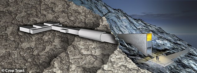 Svalbard's Seed Vault Expands Collection with 7,800 New Samples, Safeguarding Global Agricultural Legacy