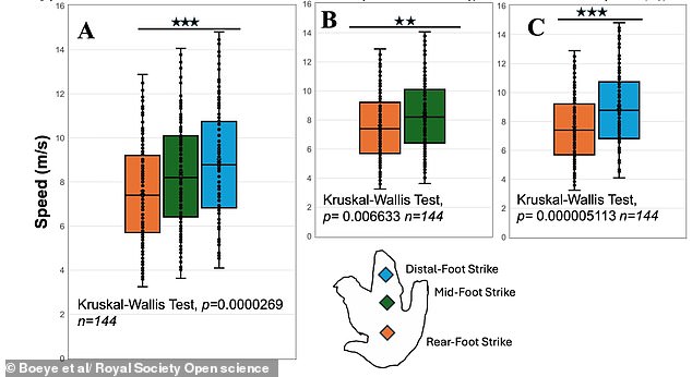 T. rex May Have Run on Toes, Not Stomped Heel-First, Study Suggests