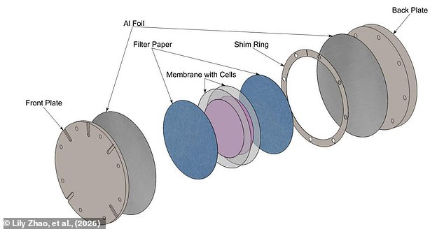 Microbes May Travel Between Planets via Asteroid Impacts, Study Suggests