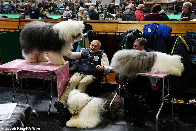 Crufts 2023: Global Canine Show Kicks Off with Thousands of Dogs Competing for Best in Show Title