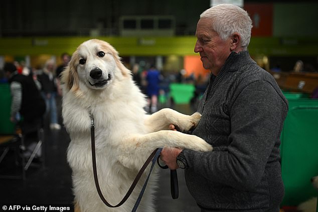 Crufts 2023: Global Canine Show Kicks Off with Thousands of Dogs Competing for Best in Show Title