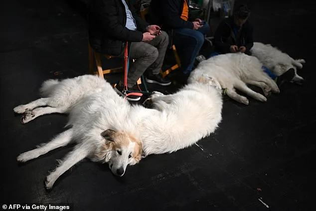 Crufts 2023: Global Canine Show Kicks Off with Thousands of Dogs Competing for Best in Show Title