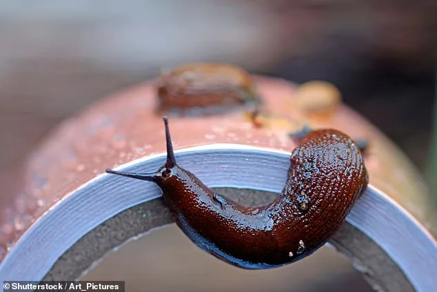 UK Warned of Potential 'Slugageddon' Repeat as Wet Winter of 2025 Sets Stage for Surge in Garden Slugs
