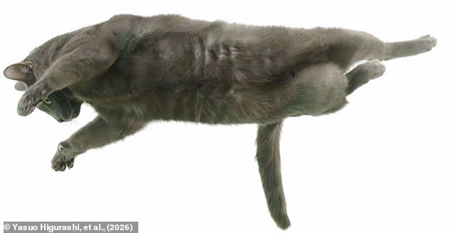 Japan's Yamaguchi University Reveals Spinal Secret to Cats' Remarkable Righting Reflex