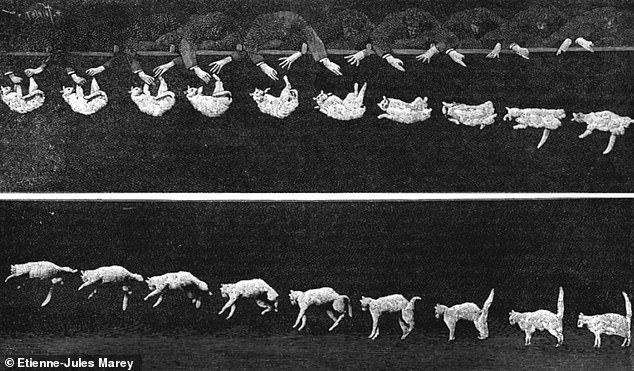 Japan's Yamaguchi University Reveals Spinal Secret to Cats' Remarkable Righting Reflex