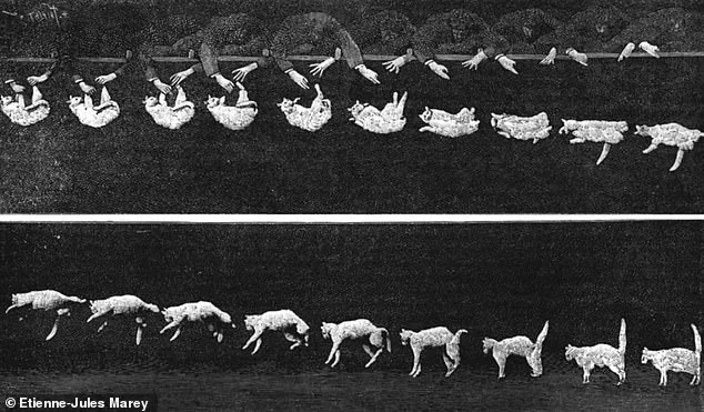 Japan's Yamaguchi University Reveals Spinal Secret to Cats' Remarkable Righting Reflex