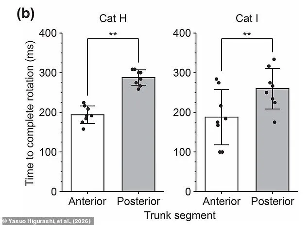 Japan's Yamaguchi University Reveals Spinal Secret to Cats' Remarkable Righting Reflex