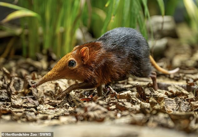 First-Ever UK Elephant Shrew Births Discovered via CCTV: Tiny 30g Marvels Take Center Stage