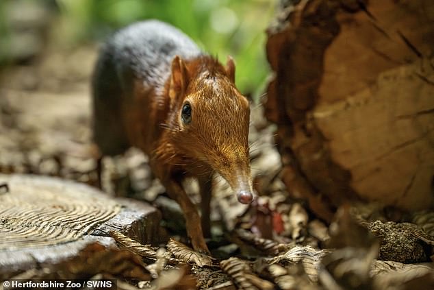 First-Ever UK Elephant Shrew Births Discovered via CCTV: Tiny 30g Marvels Take Center Stage