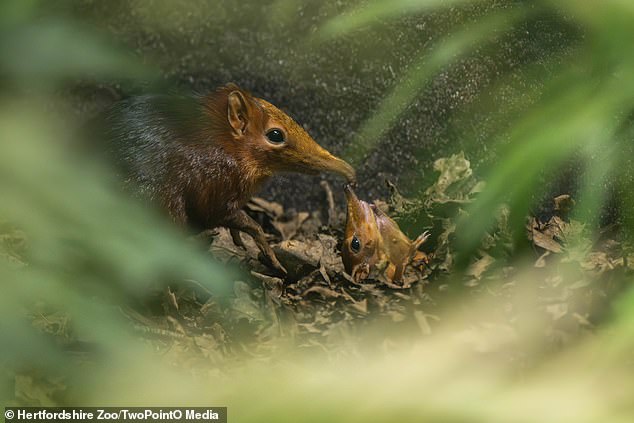 First-Ever UK Elephant Shrew Births Discovered via CCTV: Tiny 30g Marvels Take Center Stage
