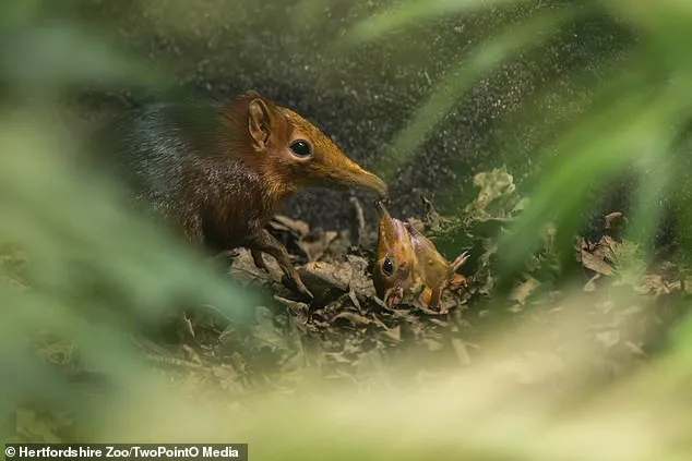 First-Ever UK Elephant Shrew Births Discovered via CCTV: Tiny 30g Marvels Take Center Stage