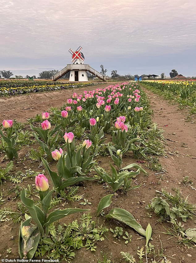 Dutch Hollow Farms Owner Frustrated as Social Media Seekers Trample Tulips Amid Viral Traffic Surge