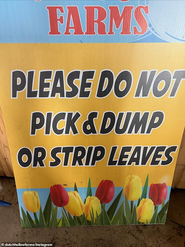 Dutch Hollow Farms Owner Frustrated as Social Media Seekers Trample Tulips Amid Viral Traffic Surge