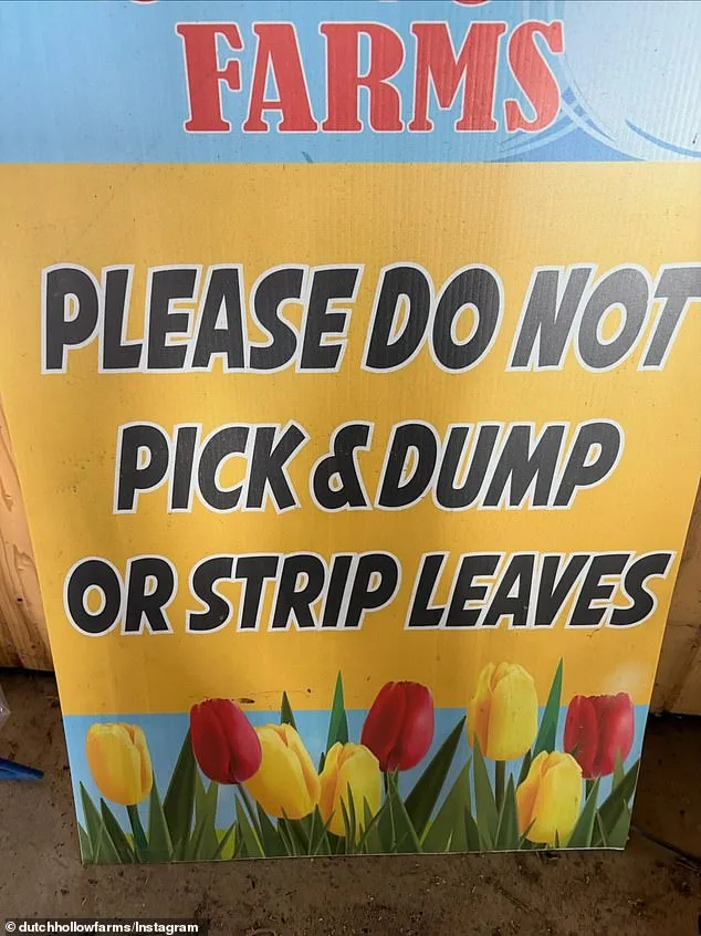 Dutch Hollow Farms Owner Frustrated as Social Media Seekers Trample Tulips Amid Viral Traffic Surge