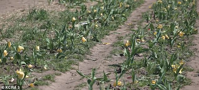 Dutch Hollow Farms Owner Frustrated as Social Media Seekers Trample Tulips Amid Viral Traffic Surge