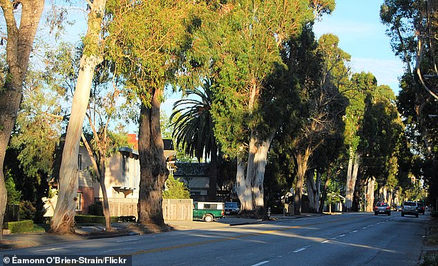 Burlingame's 'City of Trees' Faces Historic Shift as Iconic Eucalyptus Canopy Is Removed, Leaving Residents Disoriented