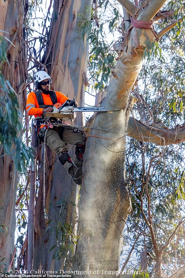 Burlingame's 'City of Trees' Faces Historic Shift as Iconic Eucalyptus Canopy Is Removed, Leaving Residents Disoriented