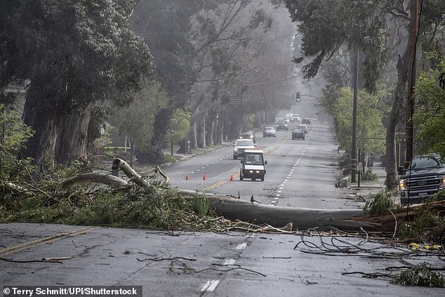 Burlingame's 'City of Trees' Faces Historic Shift as Iconic Eucalyptus Canopy Is Removed, Leaving Residents Disoriented