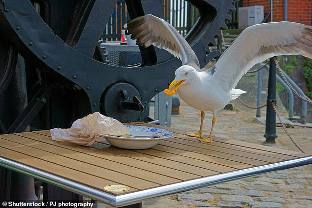 New Jersey Dad's 'Slap on the Wrist' for Seagull Decapitation Sparks National Debate