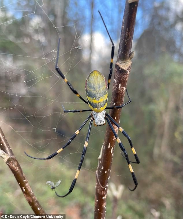 Invasive Joro Spiders Expand Across the U.S., With Eyes on Canada