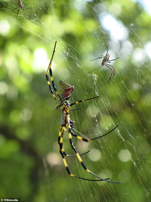 Invasive Joro Spiders Expand Across the U.S., With Eyes on Canada