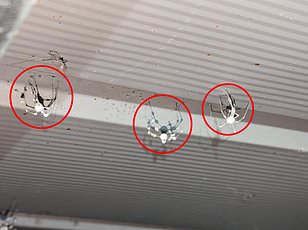 Invasive Joro Spiders Expand Across the U.S., With Eyes on Canada