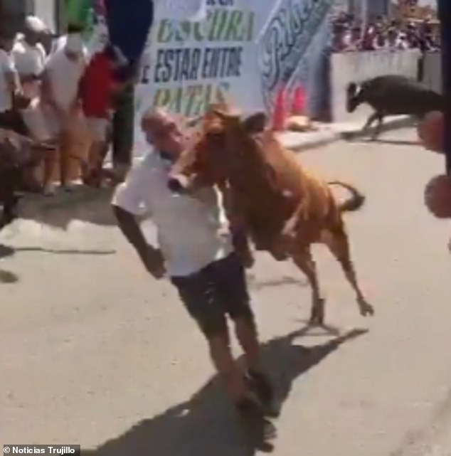 Peru Festival Bull Attack: Man's Life Hangs in Balance